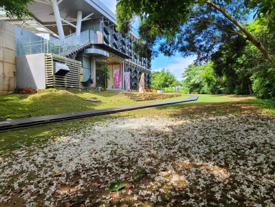 行寮餐廳-桐花季風景