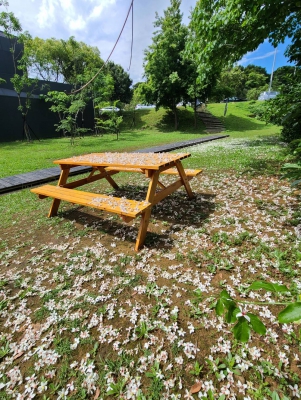 行寮餐廳-桐花季風景