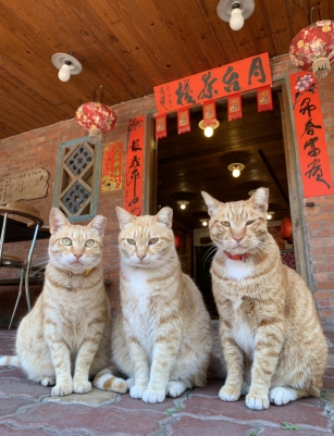 招財店貓歡迎您來看看我們!
